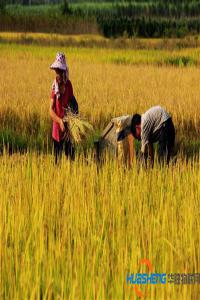 農(nóng)民信箱成為農(nóng)業(yè)生產(chǎn)銷售助推器
