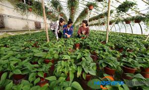 吉林智慧農(nóng)業(yè)的精彩綻放