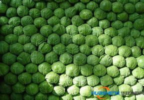 高郵市智慧農(nóng)業(yè)蔬菜大棚引進物聯(lián)網(wǎng)“種菜”