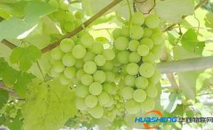 電腦監(jiān)管農(nóng)田 手機遠程種菜 渝北區(qū)智慧農(nóng)業(yè)提質(zhì)增效
