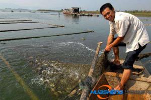 互聯(lián)網(wǎng)+之變　手機(jī)APP一點(diǎn)　喂魚(yú)賣魚(yú)全搞定