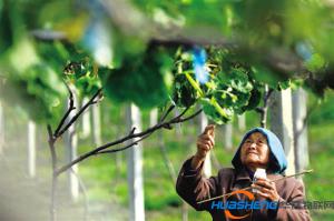 傳統(tǒng)農(nóng)業(yè)遇上互聯(lián)網(wǎng) 這部分農(nóng)民可能要失業(yè)