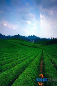 加入“農(nóng)業(yè)物聯(lián)網(wǎng)”菜農(nóng)“收入翻番”