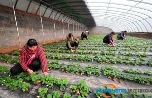 農業(yè)合作社：富了村民壯了集體