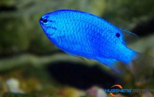 成都養(yǎng)魚大戶玩轉(zhuǎn)物聯(lián)網(wǎng)