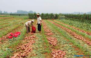 農(nóng)業(yè)迎來新變化 農(nóng)村增添新動能