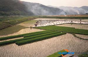 云南彌勒市創(chuàng)新土地流轉(zhuǎn)模式吸引投資