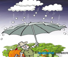 農(nóng)業(yè)保險(xiǎn)：“四兩”難撥“千斤”