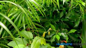 植物生長(zhǎng)還能預(yù)測(cè)? 這個(gè)會(huì)為智慧農(nóng)業(yè)指明方向