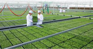 以色列農(nóng)業(yè)示范園落戶河南內(nèi)鄉(xiāng)