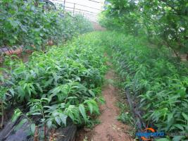 智慧農(nóng)業(yè)時代 開啟大棚桃苗種植技術(shù)新模式