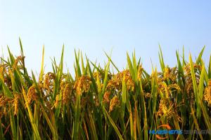 湖南千方萬(wàn)計(jì) 力推農(nóng)業(yè)現(xiàn)代化