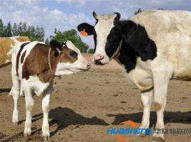 物聯(lián)網(wǎng)管理奶牛