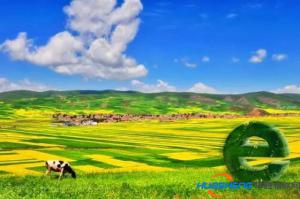 廣東：全力打造“互聯(lián)網(wǎng)＋農(nóng)業(yè)”小鎮(zhèn)