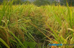 大田作物用滴灌　津沽農(nóng)業(yè)大豐收