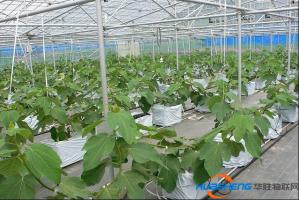 廣東東莞首例大棚無花果種植　產(chǎn)量翻倍