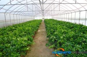 用物聯(lián)網(wǎng)管護(hù)蔬菜大棚