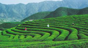 農(nóng)民嘗到農(nóng)業(yè)物聯(lián)網(wǎng)的甜頭